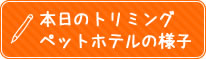 本日のトリミング、ペットホテルの様子