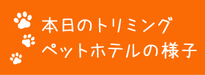 本日のトリミング、ペットホテルの様子