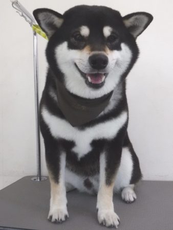 浜松　トリミング　シャンプー　柴犬