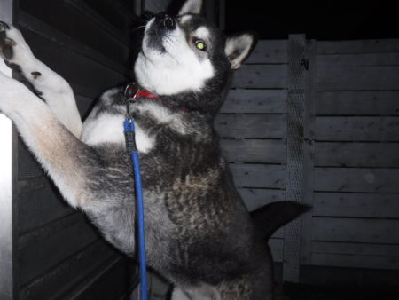 浜松　犬　柴犬　ペットホテル