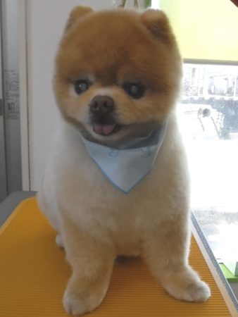 丸塚店 3 5シャンプー トリミング ポメラニアンさんなどかわいい子達 浜松市で犬のペットホテルやしつけ訓練は ホストファミリー