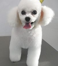 磐田市 犬 トリミング 浜松市で犬のペットホテルやしつけ訓練は ホストファミリー